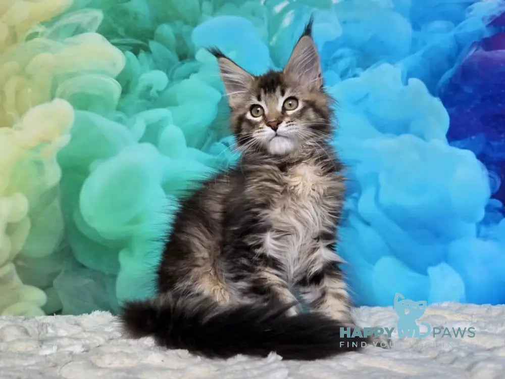 Luxembourg Maine Coon male black ticked tabby live animals