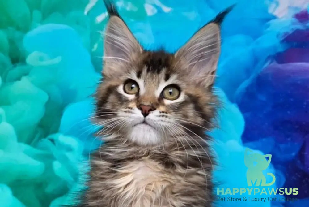 Luxembourg Maine Coon male black ticked tabby live animals