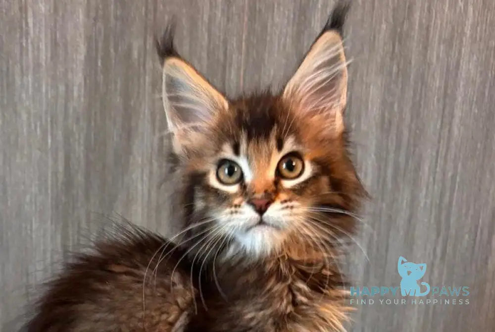 Luxembourg Maine Coon male black ticked tabby live animals