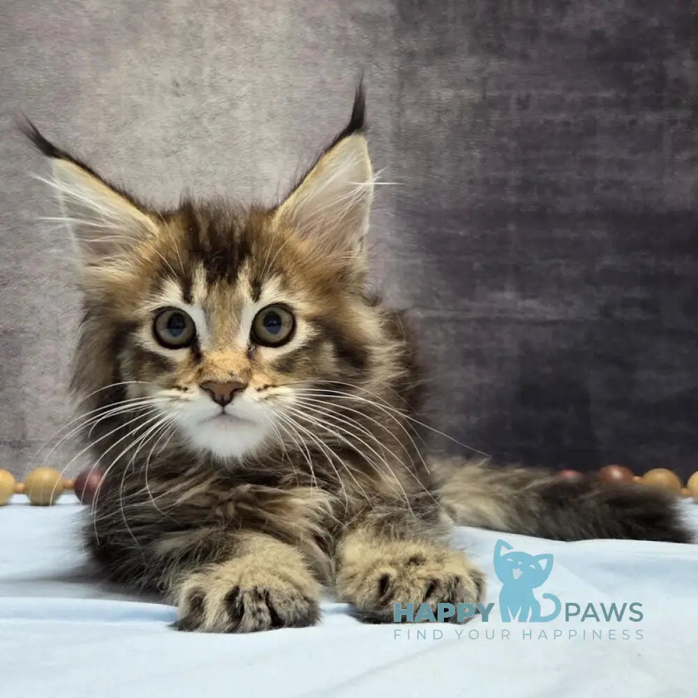 Luxembourg Maine Coon male black ticked tabby live animals