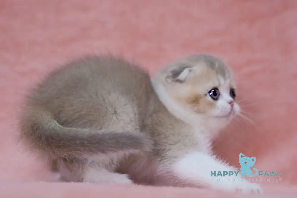 Luxury Scottish Fold female lilac golden ticked tabby bicolour live animals