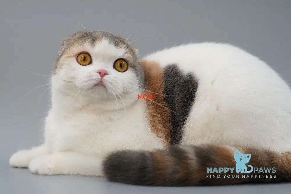Luxury Scottish Fold female lilac golden ticked tabby bicolour live animals