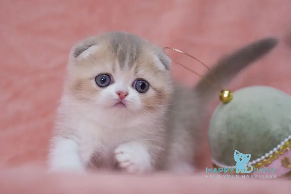 Luxury Scottish Fold female lilac golden ticked tabby bicolour live animals