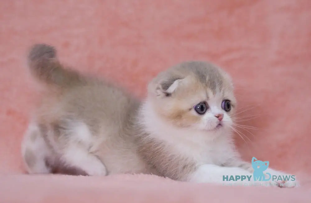 Luxury Scottish Fold female lilac golden ticked tabby bicolour live animals