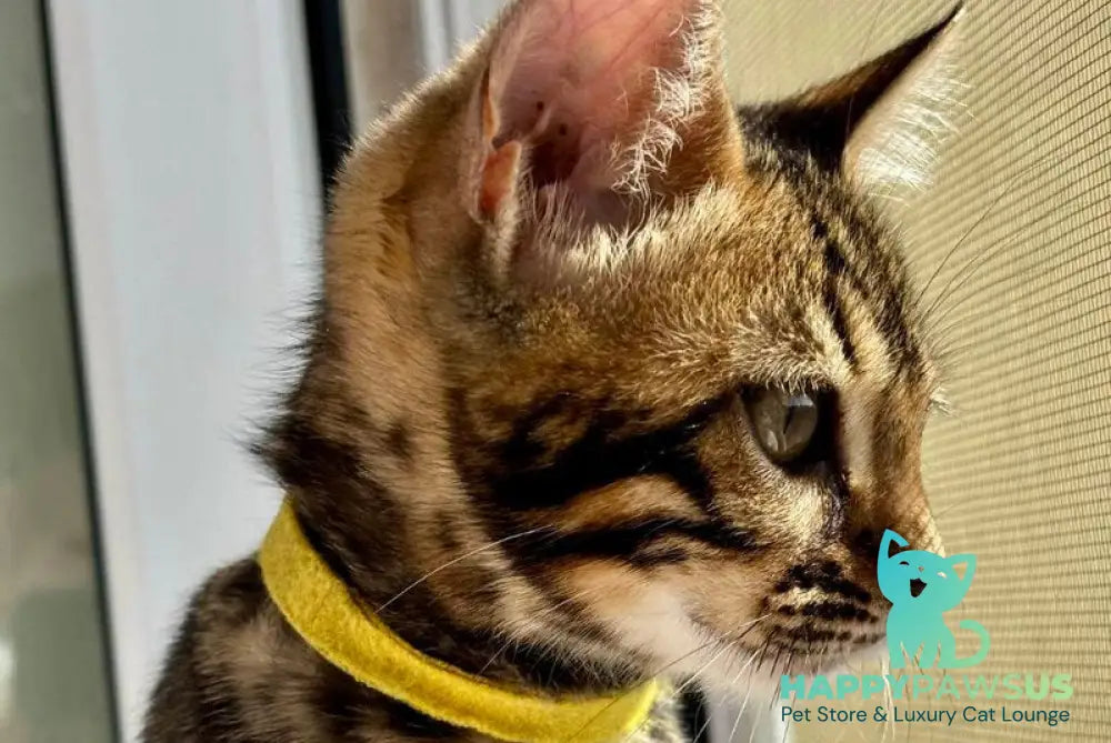 Lyalya Bengal female black spotted tabby - live animals