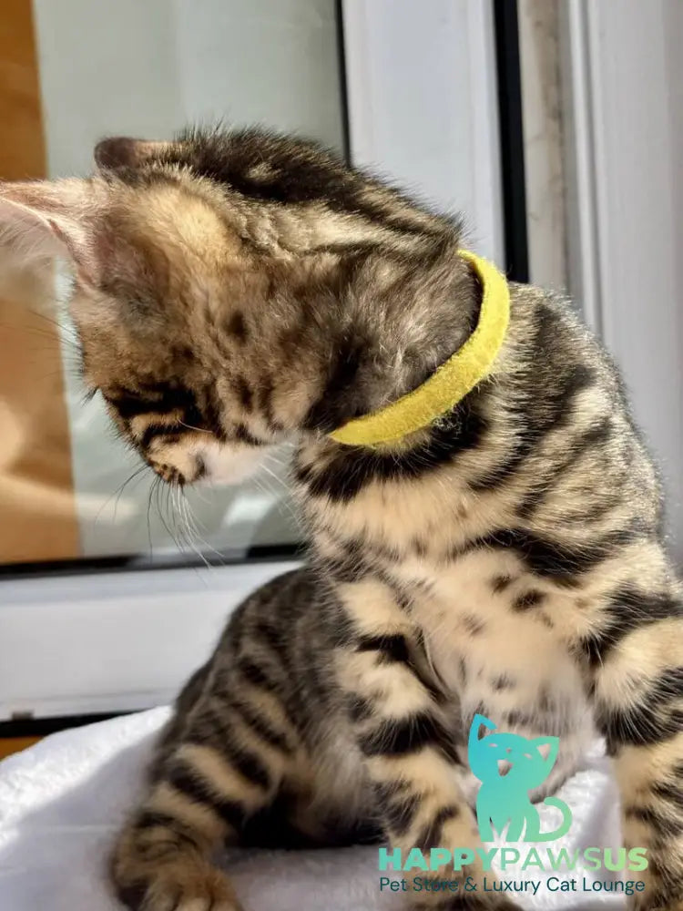 Lyalya Bengal female black spotted tabby - live animals