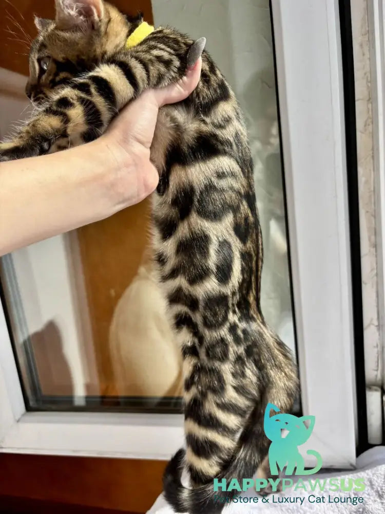Lyalya Bengal female black spotted tabby - live animals