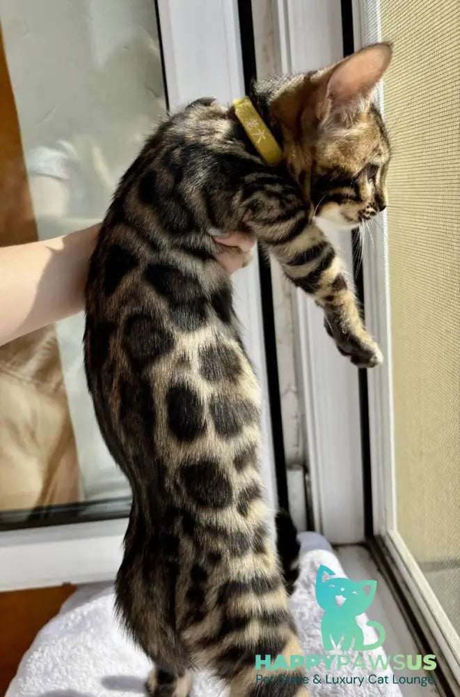 Lyalya Bengal female black spotted tabby - live animals