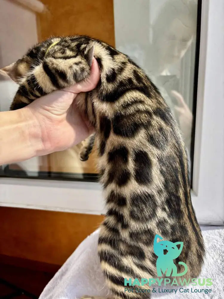 Lyalya Bengal female black spotted tabby - live animals