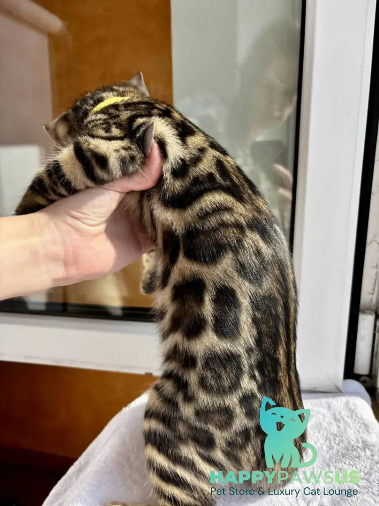 Lyalya Bengal female black spotted tabby - live animals