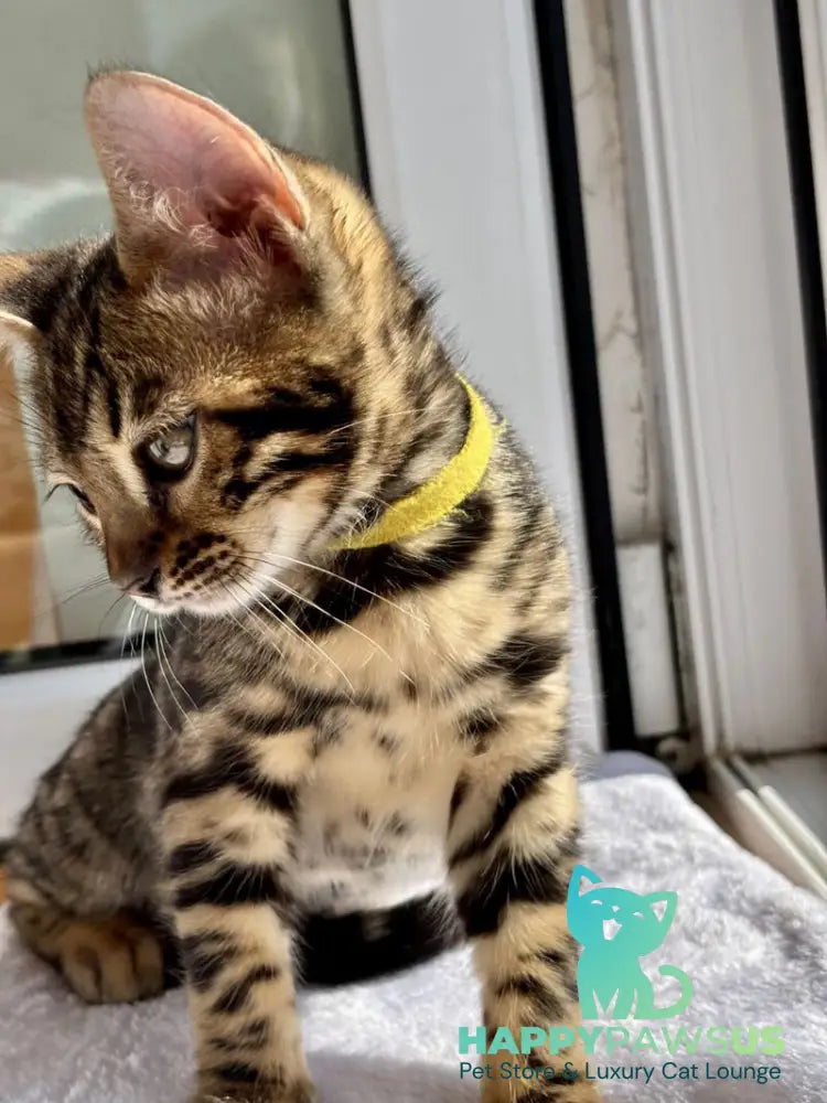 Lyalya Bengal female black spotted tabby - live animals