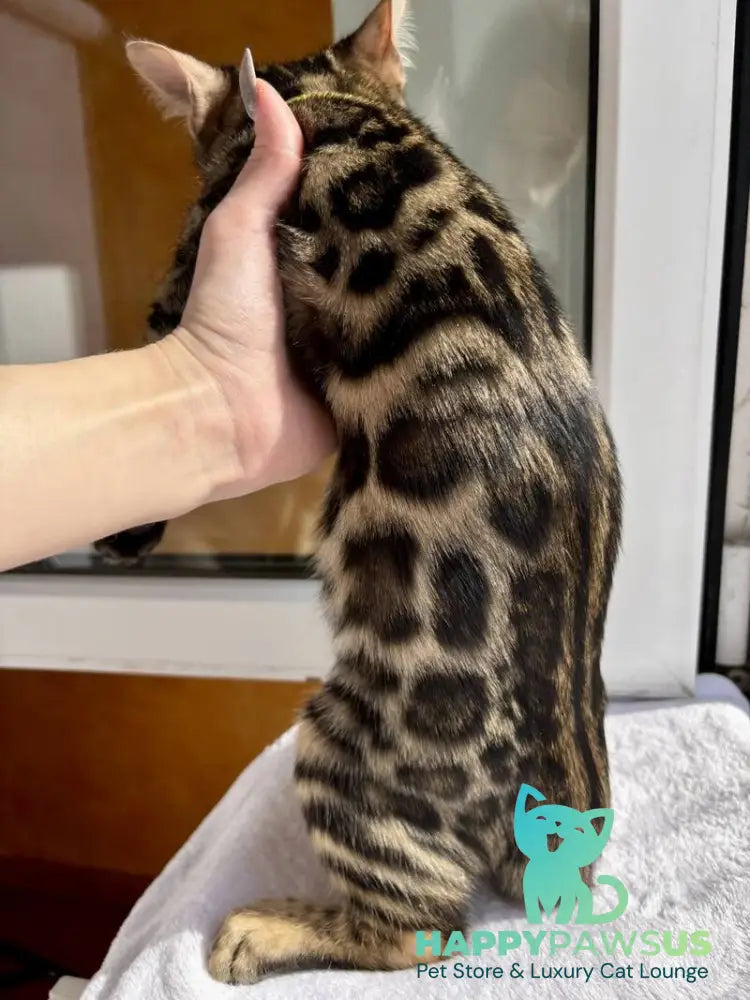 Lyalya Bengal female black spotted tabby - live animals