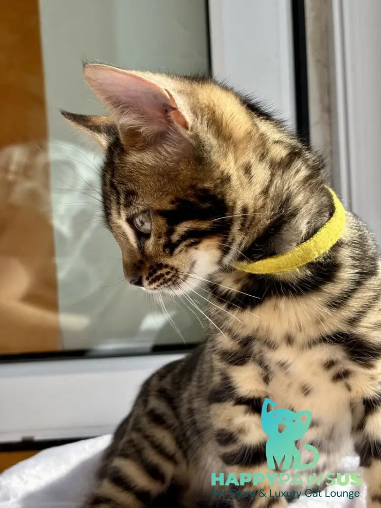Lyalya Bengal female black spotted tabby - live animals