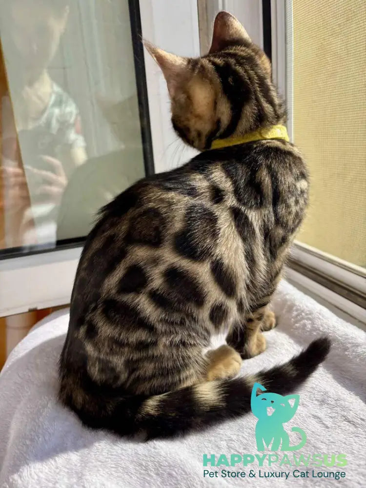Lyalya Bengal female black spotted tabby - live animals