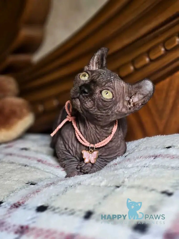 Lyalya Dwelf female black live animals