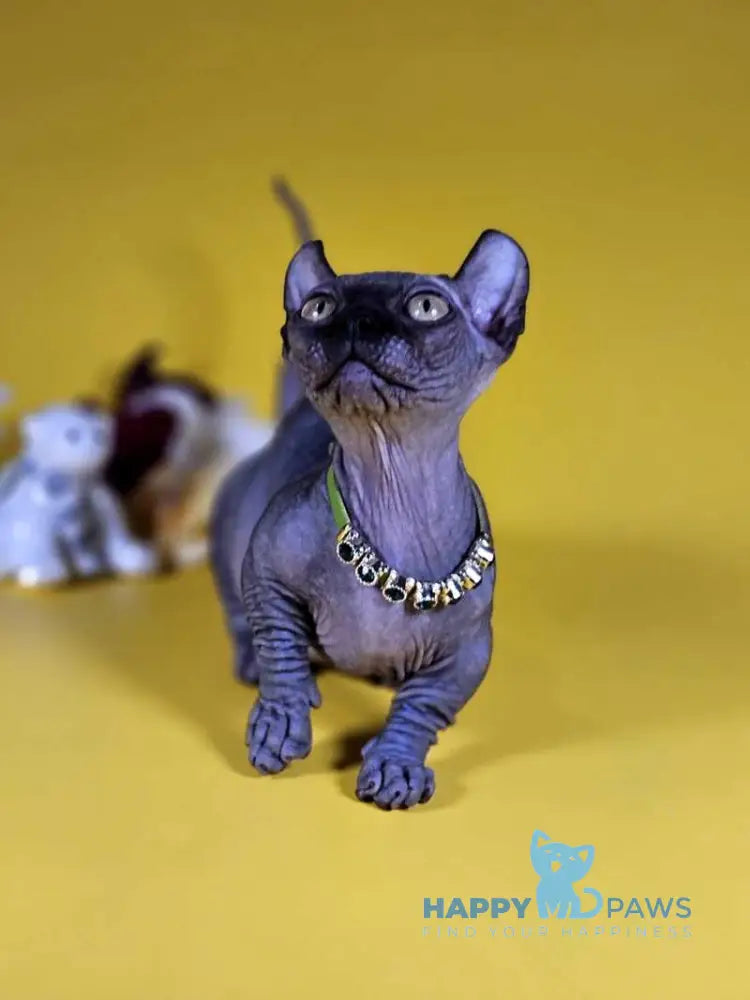 Lyalya Dwelf female black live animals