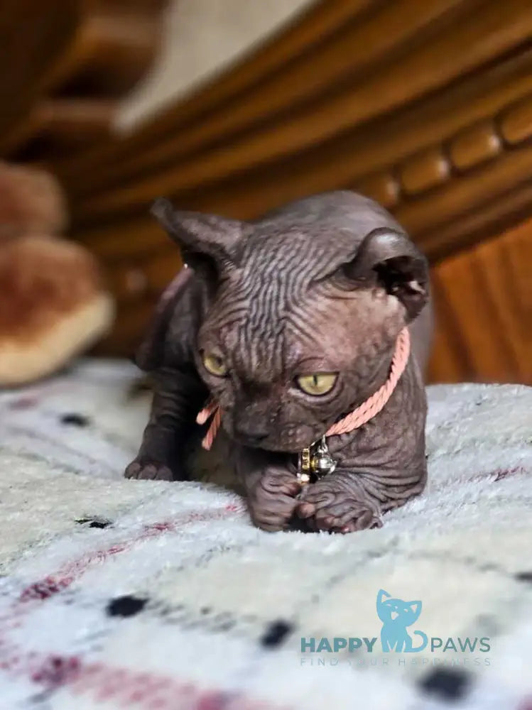 Lyalya Dwelf female black live animals