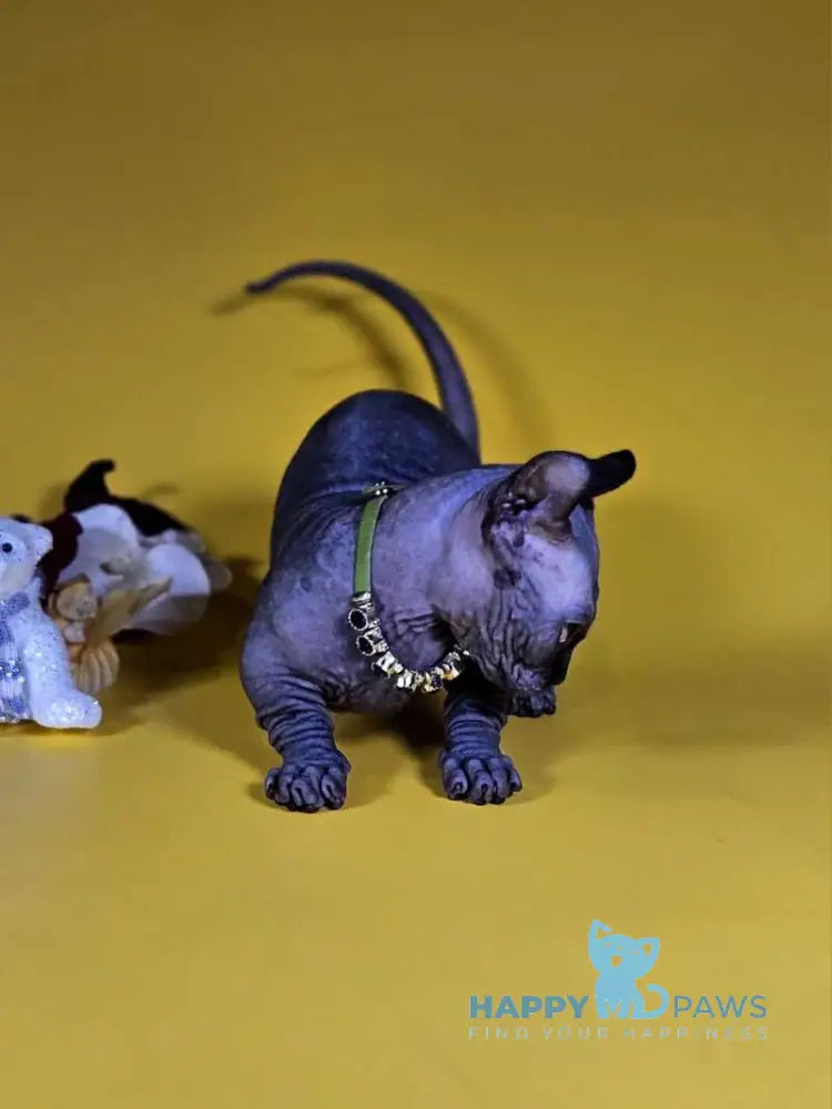 Lyalya Dwelf female black live animals