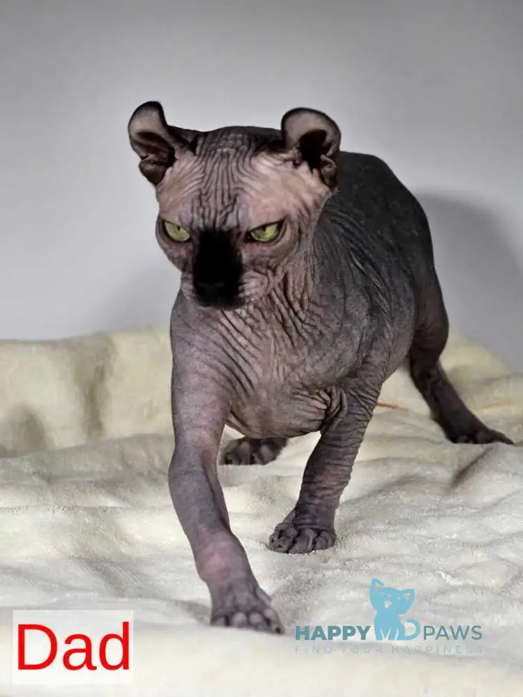 Lyalya Dwelf female black live animals