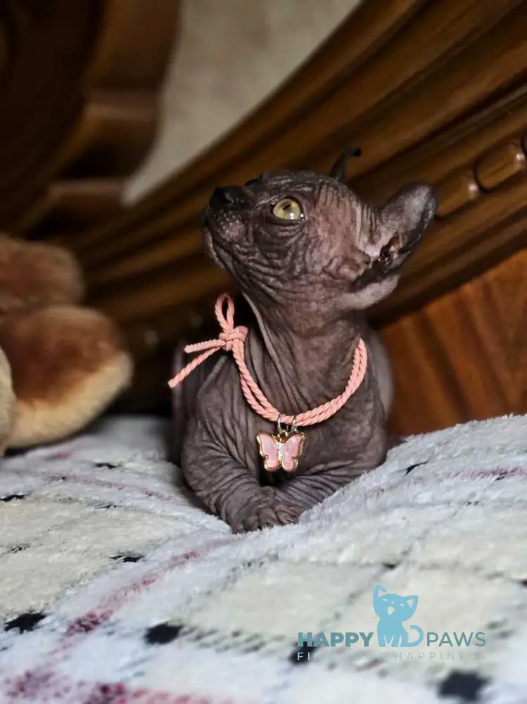 Lyalya Dwelf female black live animals