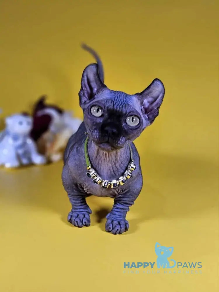 Lyalya Dwelf female black live animals