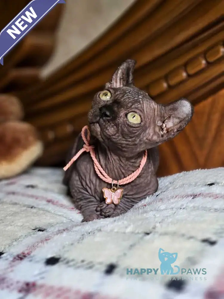 Lyalya Dwelf female black live animals