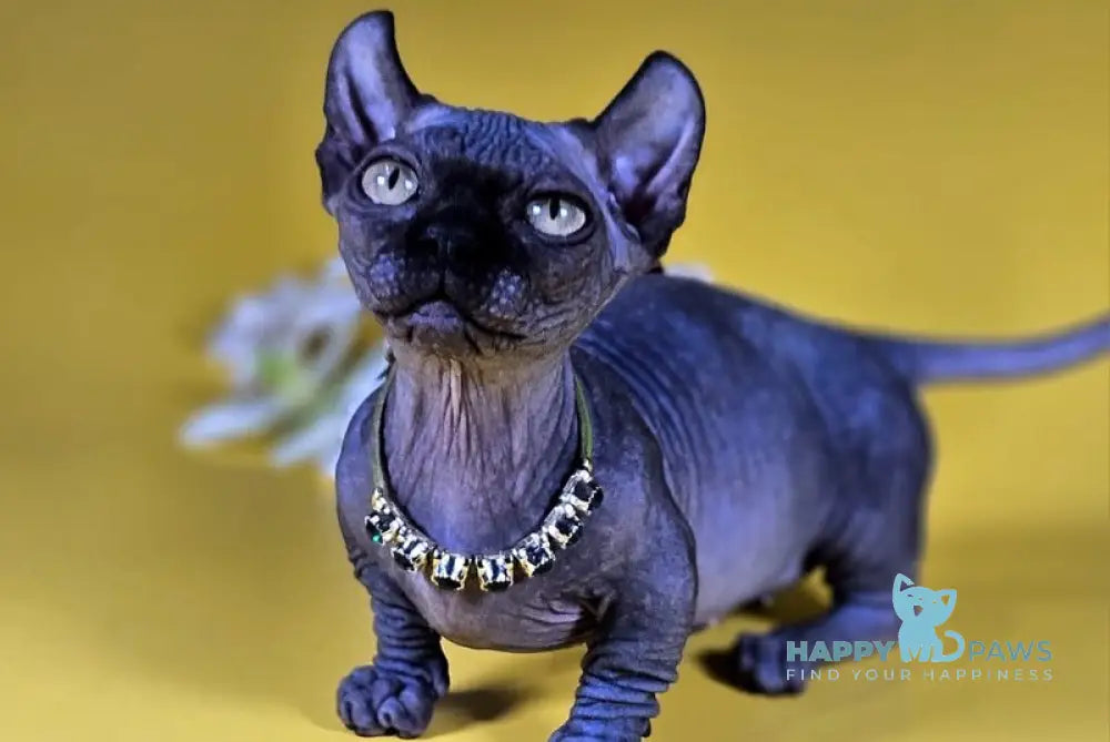 Lyalya Dwelf female black live animals