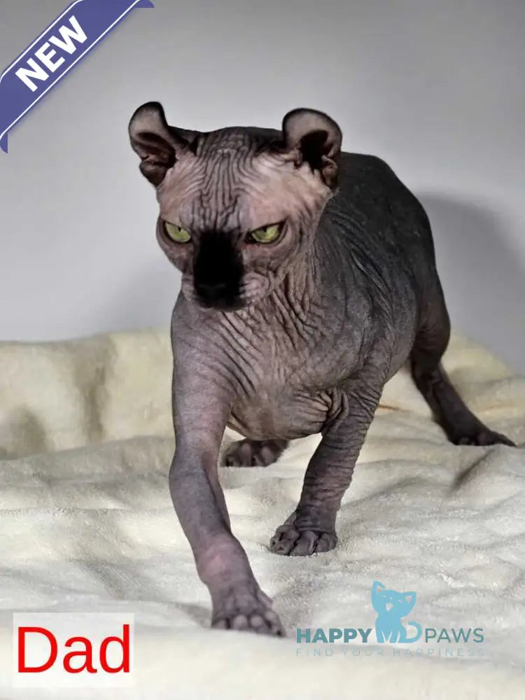 Lyalya Dwelf female black live animals