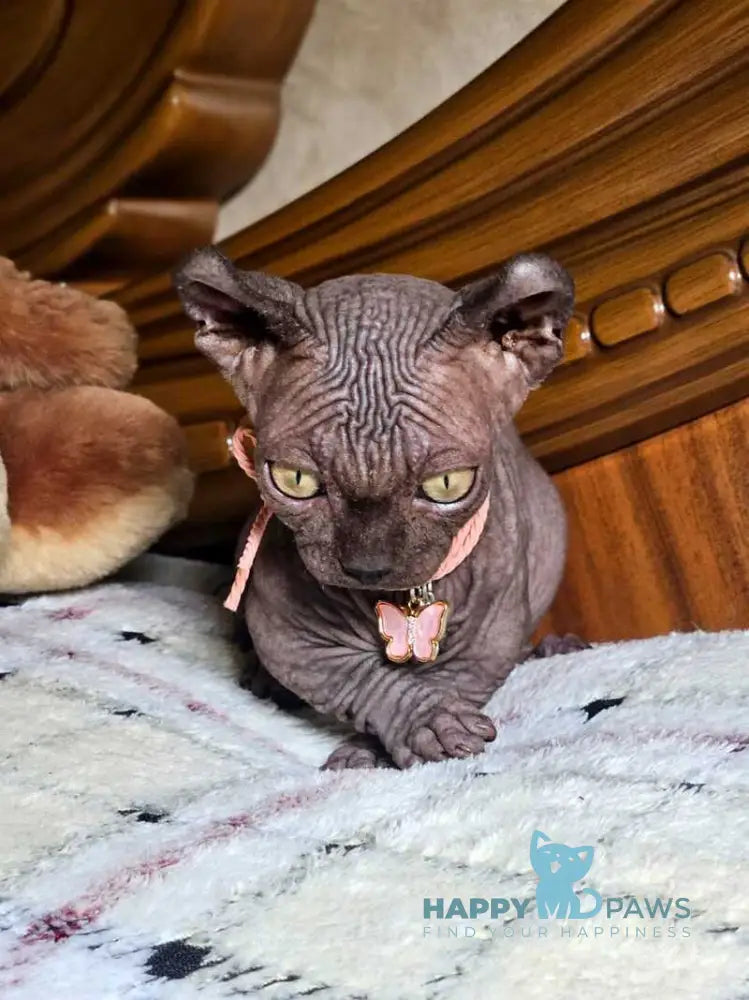 Lyalya Dwelf female black live animals