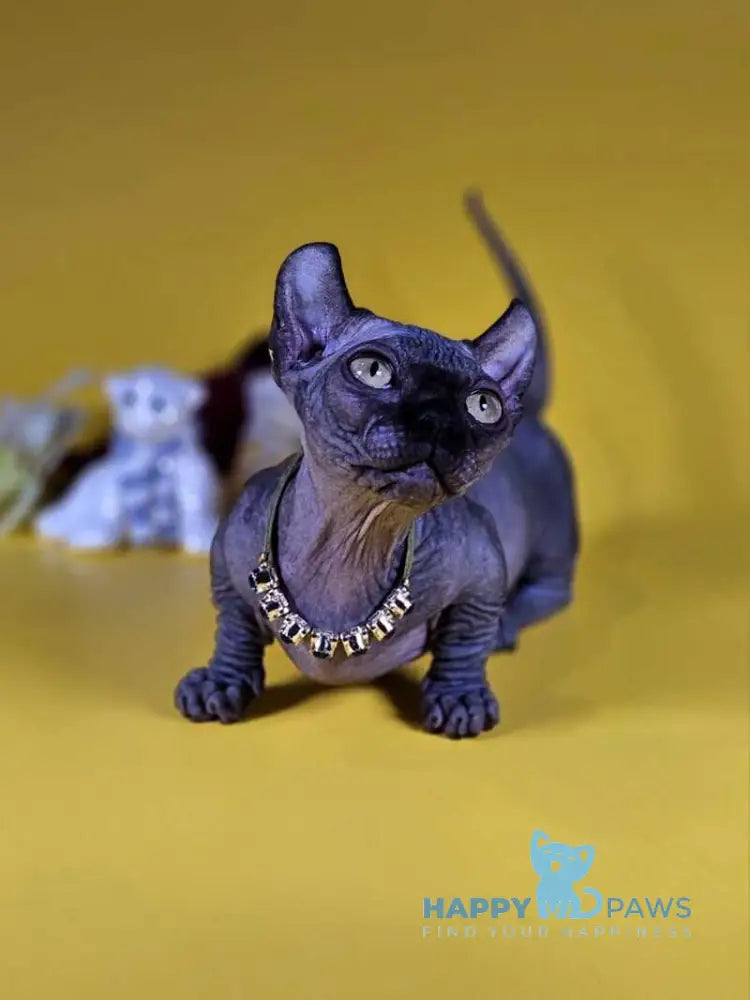 Lyalya Dwelf female black live animals