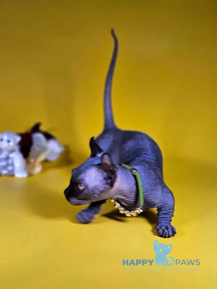 Lyalya Dwelf female black live animals