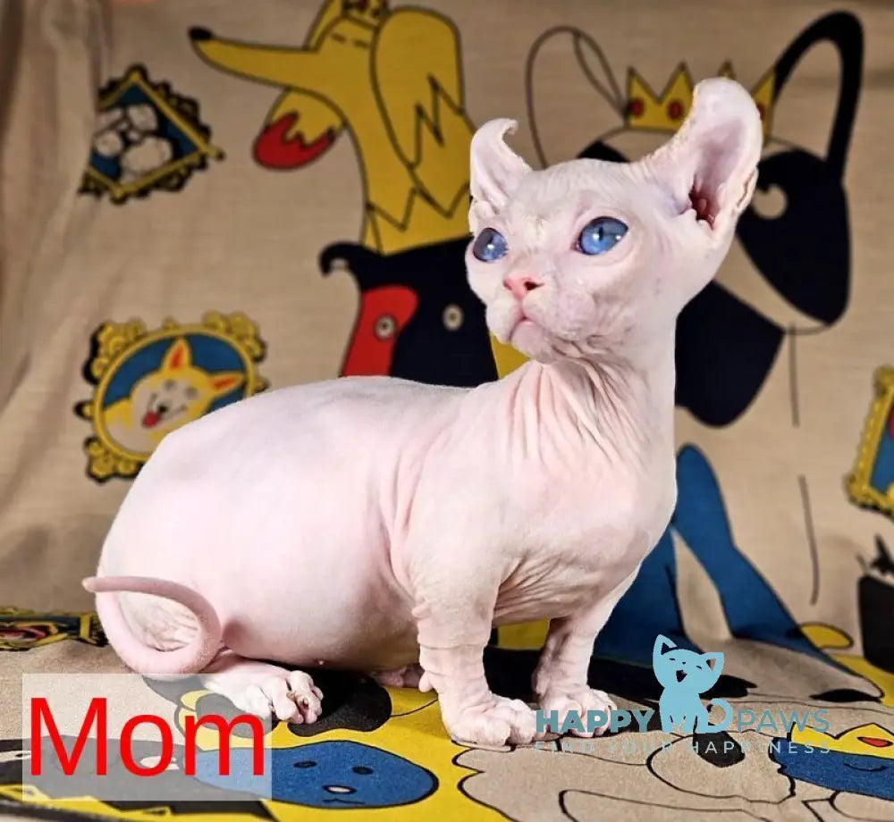 Lyalya Dwelf female black live animals