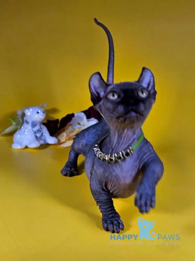 Lyalya Dwelf female black live animals