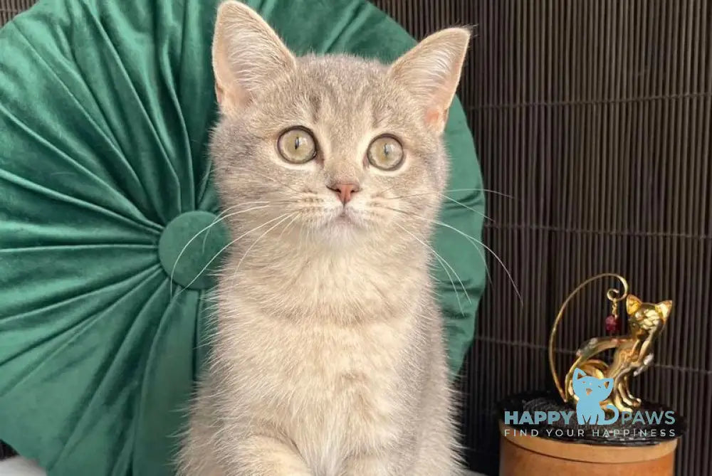 Lyalya Scottish Straight female blue golden spotted tabby live animals