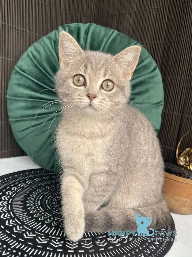 Lyalya Scottish Straight female blue golden spotted tabby live animals