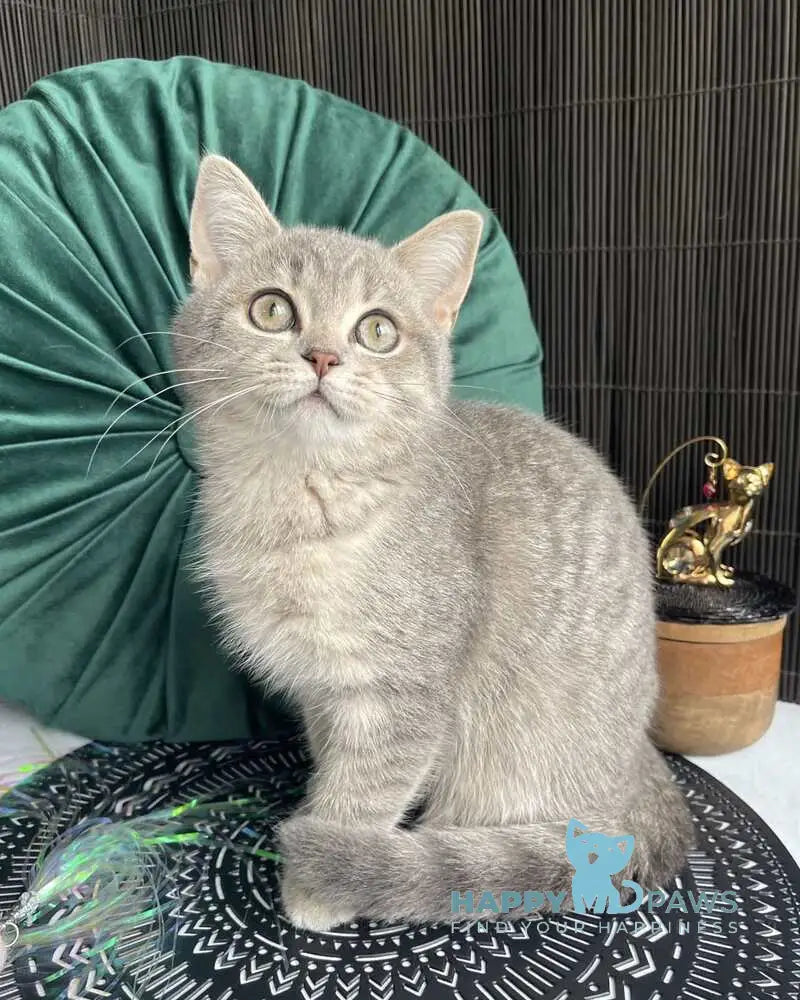 Lyalya Scottish Straight female blue golden spotted tabby live animals