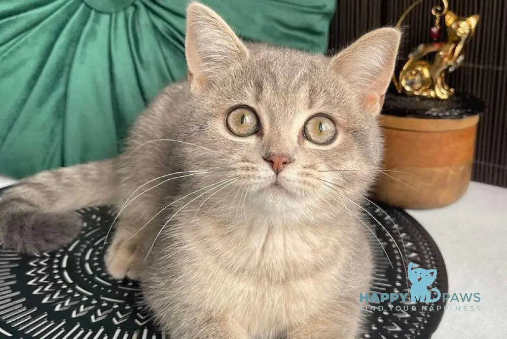 Lyalya Scottish Straight female blue golden spotted tabby live animals