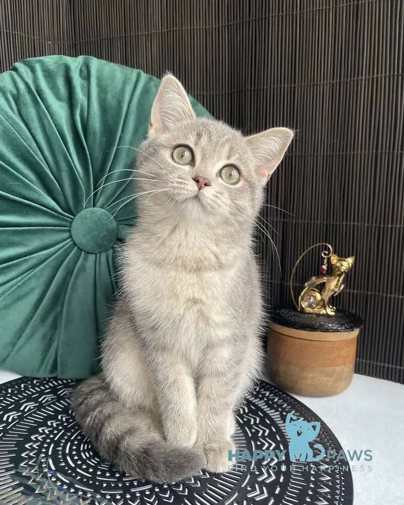 Lyalya Scottish Straight female blue golden spotted tabby live animals