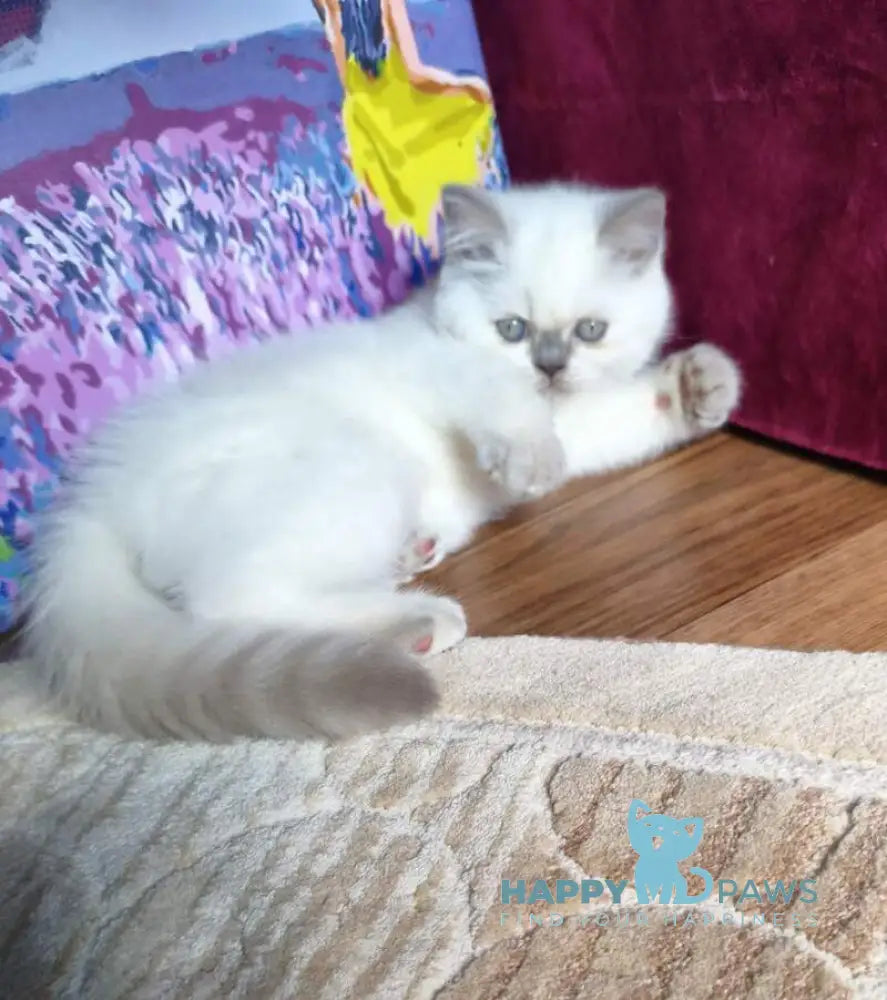 Lyalya Scottish Straight female lilac pointed live animals