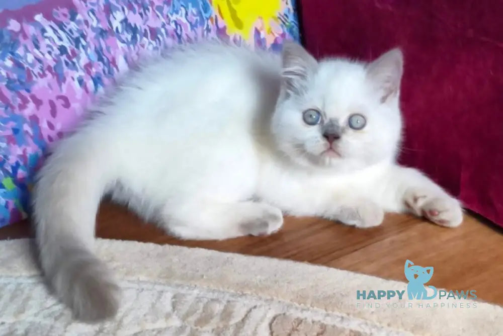Lyalya Scottish Straight female lilac pointed live animals