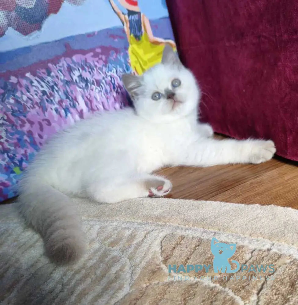 Lyalya Scottish Straight female lilac pointed live animals