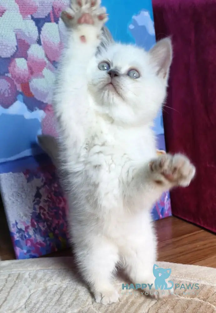 Lyalya Scottish Straight female lilac pointed live animals
