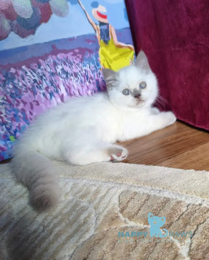 Lyalya Scottish Straight female lilac pointed live animals