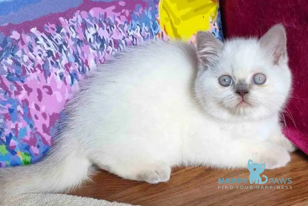 Lyalya Scottish Straight female lilac pointed live animals
