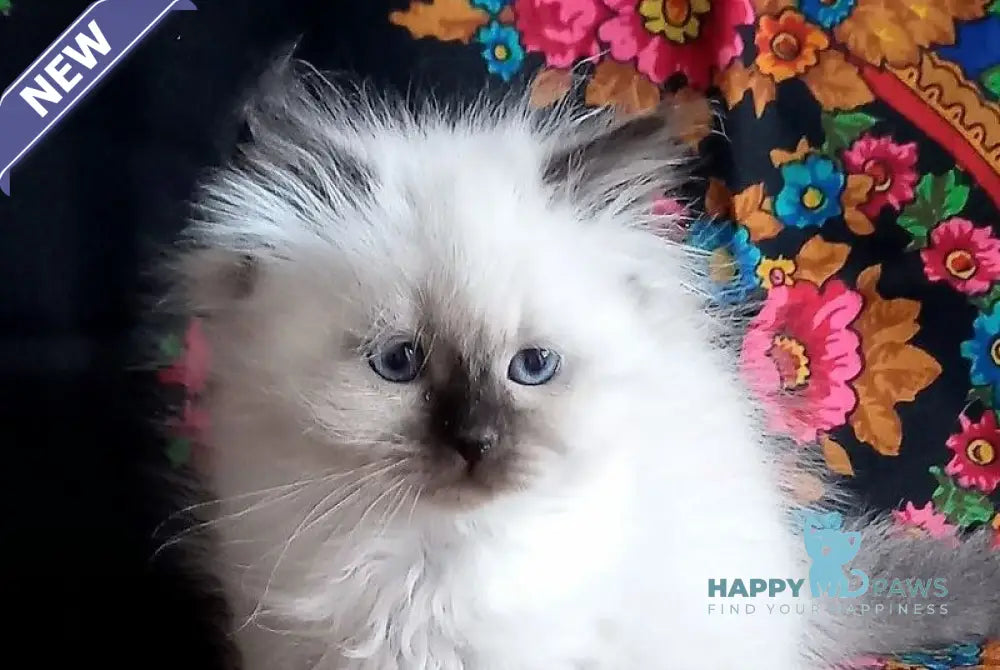 Lyalya Siberian female seal pointed live animals