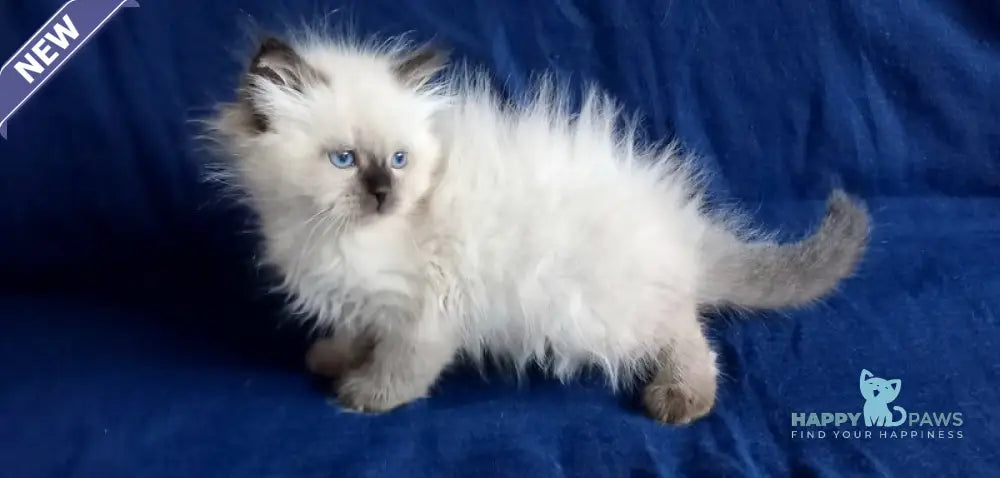 Lyalya Siberian female seal pointed live animals