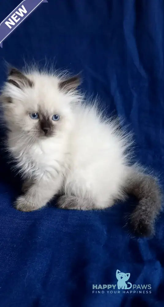 Lyalya Siberian female seal pointed live animals