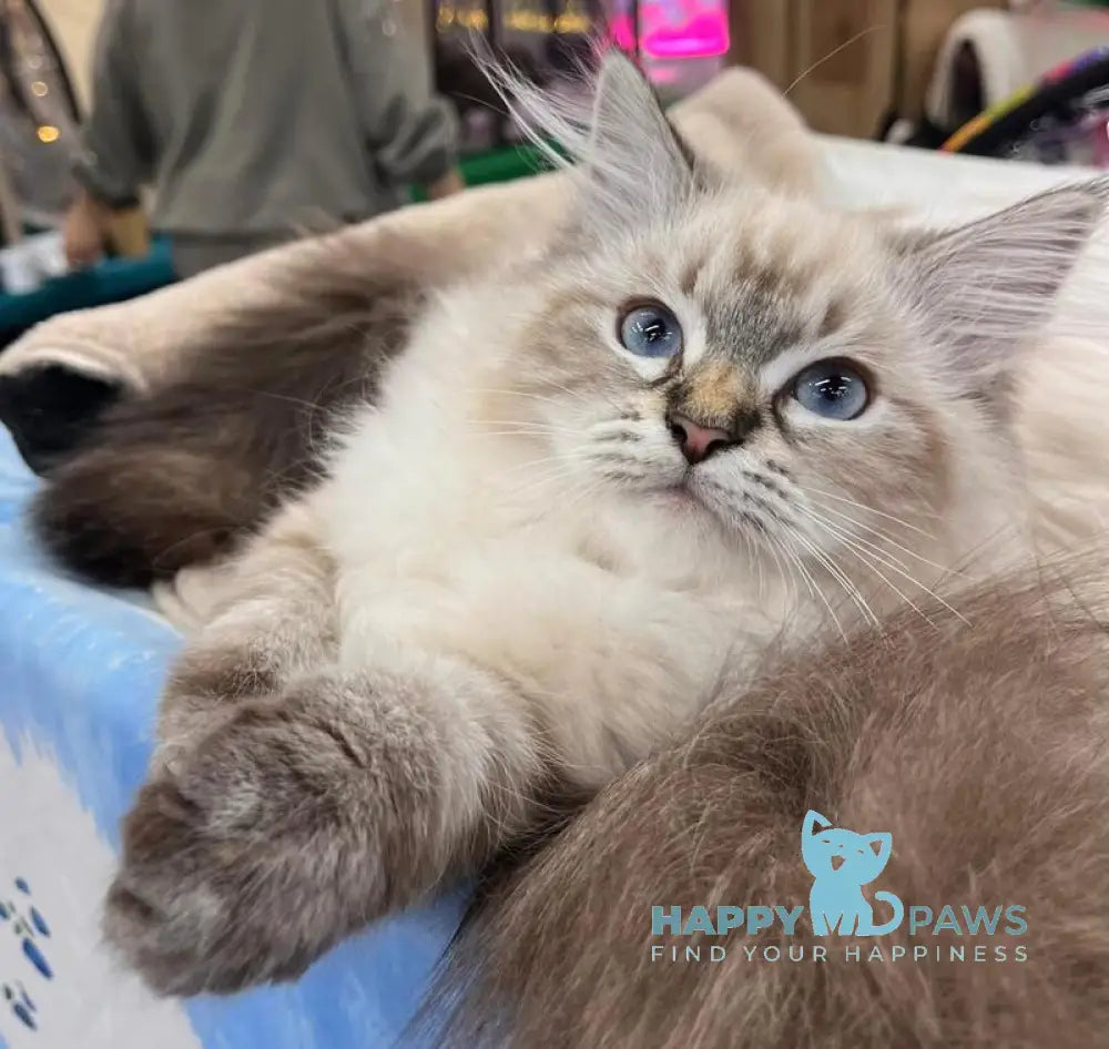 Lyasan Siberian female black tabby pointed live animals