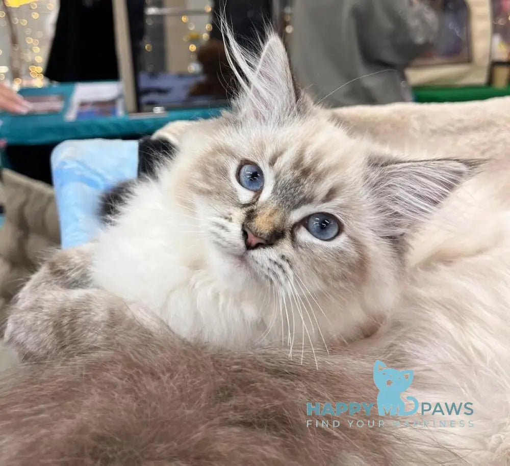 Lyasan Siberian female black tabby pointed live animals