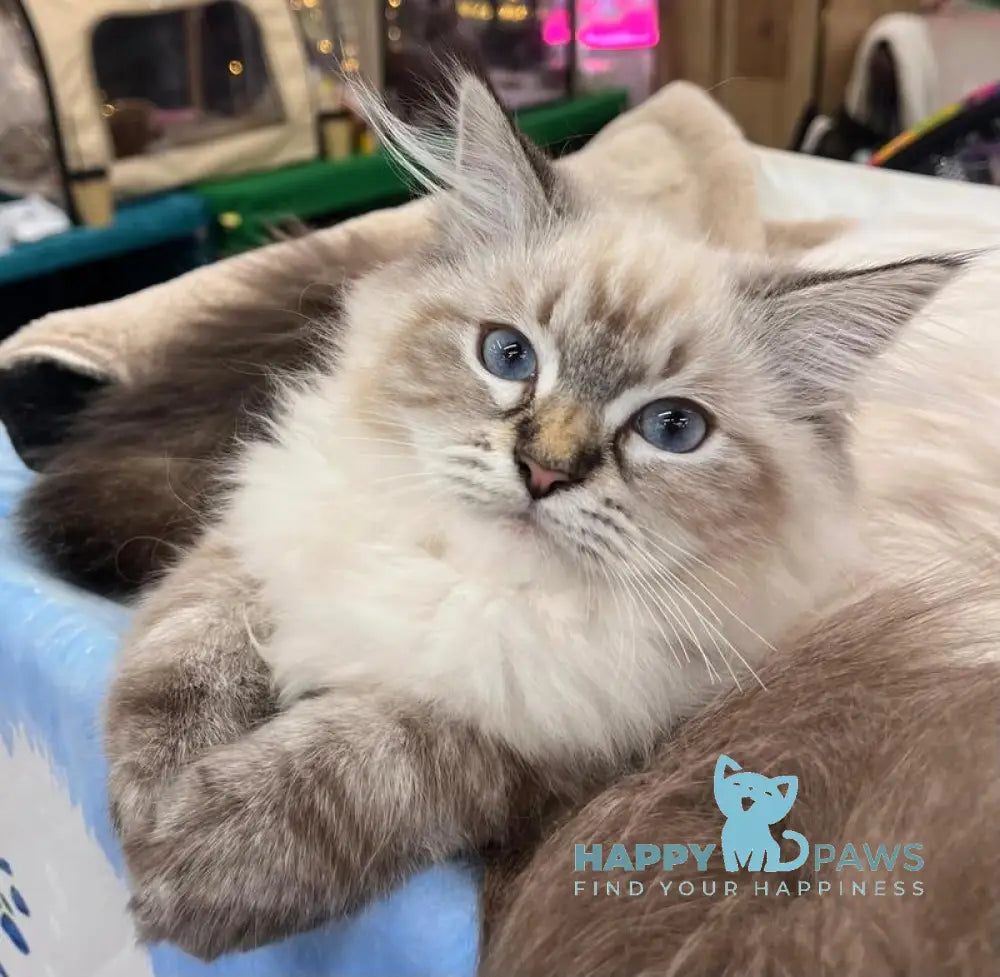 Lyasan Siberian female black tabby pointed live animals